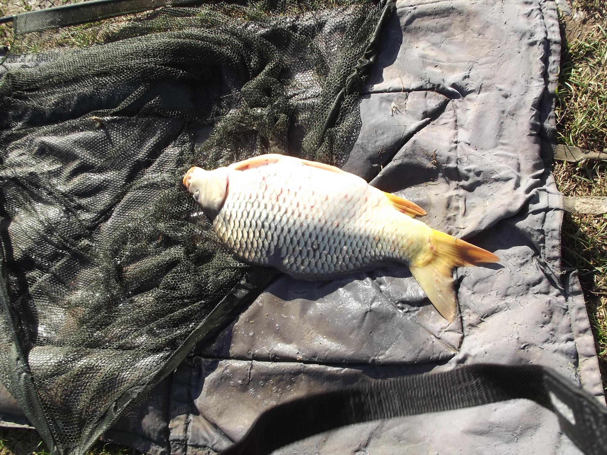 pescuit M.Vlasiei  2012 - dscf0278.JPG